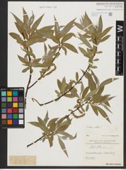 Foto von Salix alba L.